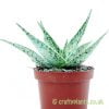 A side on look at Aloe 'Whiteout' by craftyplants