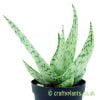 Aloe 'Whiteout' by craftyplants