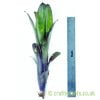 Billbergia 'Hallelujah' with a ruler by craftyplants