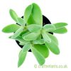 A top down view of Crassula cephalophora by craftyplants