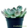 Looking at the side of Echeveria 'Pink Edge' by craftyplants