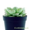 Looking at the side of Echeveria hyalina by craftyplants