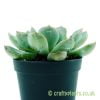 The side profile of Echeveria pulidonis by craftyplants