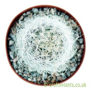 Eriosyce senilis by craftyplants