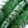 A close up look at Euphorbia horrida by craftyplants