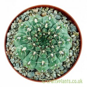 Gymnocalycium vatteri by craftyplants
