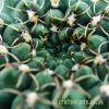 a closer look at Gymnocalycium vatteri by craftyplants