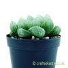 A side on view of Haworthia cooperi var. pilifera by craftyplants
