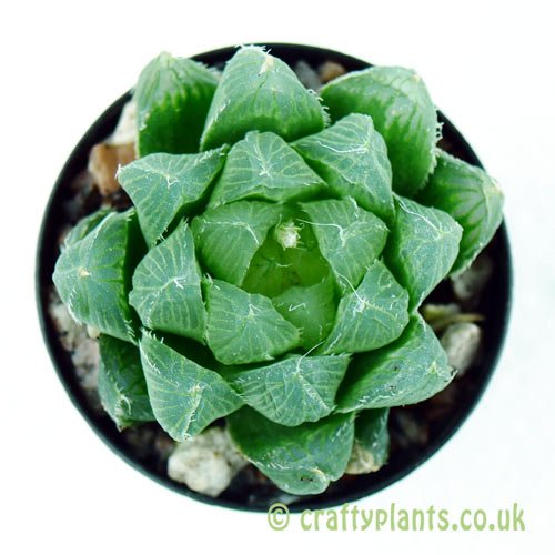 A top down view of Haworthia cooperi var. pilifera by craftyplants