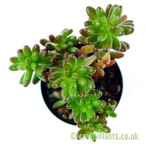 Another look at the top of a Sedum rubrotinctum (Jelly Bean Plant) by craftyplants