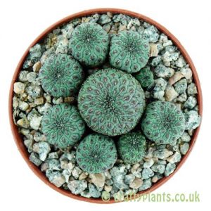 Sulcorebutia rauschii by craftyplants