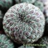 A close up view of Sulcorebutia rauschii by craftyplants