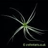 Another look at Tillandsia aeranthos 'Albo Flora' by craftyplants