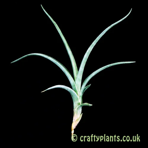 Tillandsia 'Mystic Rainbow' (albertiana x arequitae) | Craftyplants.co.uk