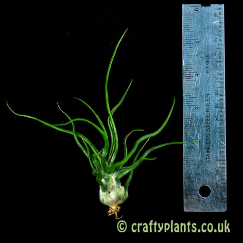 Tillandsia 'Showtime' (bulbosa x streptophylla) with a ruler by craftyplants