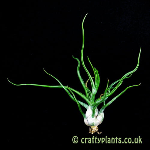 Tillandsia 'Showtime' (bulbosa x streptophylla) by craftyplants