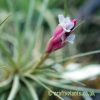 The flower of Tillandsia aeranthos 'Albo Flora' by craftyplants
