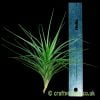Tillandsia dura x caulescens with a ruler by craftyplants