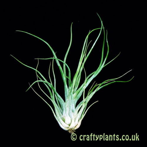 Tillandsia scaposa x bulbosa by craftyplants