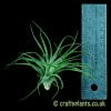 Tillandsia stricta var. compacta with a ruler by craftyplants