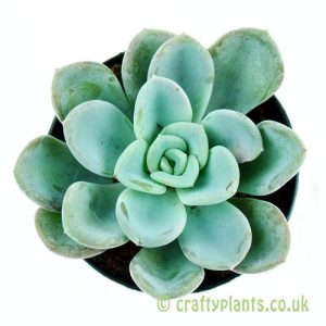 A top down view of x Pachyveria 'Orpet' by craftyplants