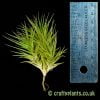 Tillandsia aeranthos 'Mini Me' next to a ruler from craftyplants
