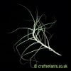 A look at Tillandsia caerulea var. major by craftyplants