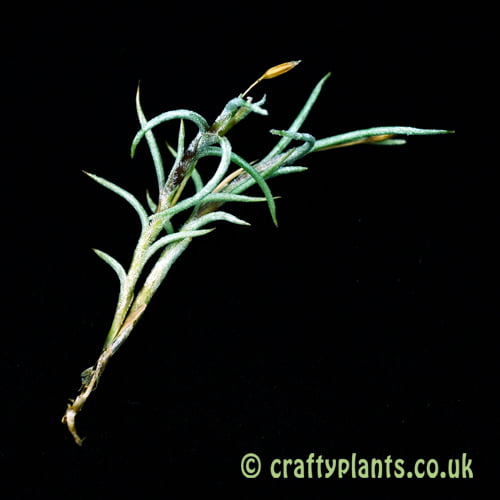 Looking at Tillandsia capillaris dark stemmed form by craftyplants