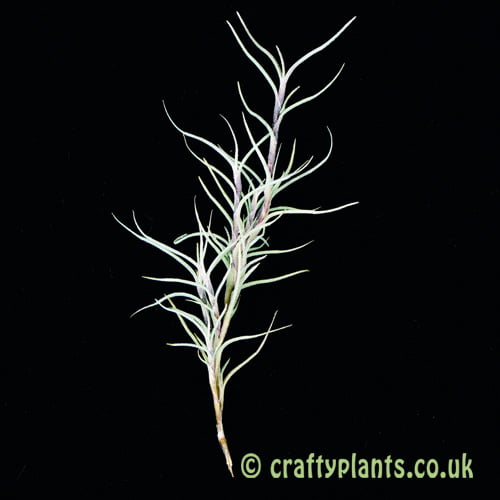 Showing Tillandsia capillaris-large form by craftyplants