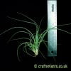 Tillandsia flavoviolacea next to a ruler by craftyplants