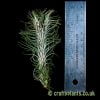 Tillandsia funckiana var. recurvifolia with a ruler from craftyplants