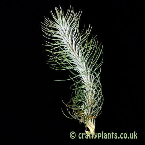 Tillandsia funckiana var. recurvifolia by craftyplants