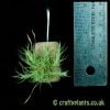 Tillandsia tricholepis - compact form next to a ruler by craftyplants