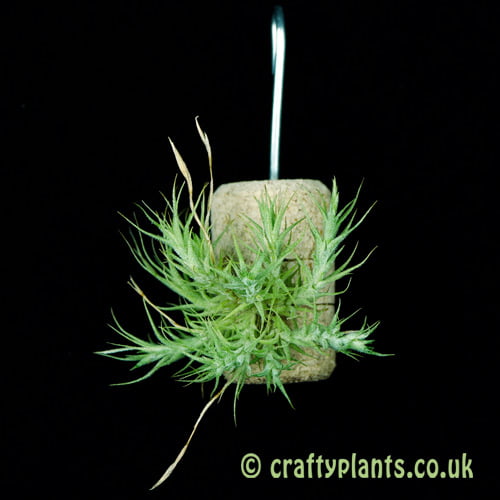 Tillandsia tricholepis - compact form by craftyplants