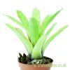 A side view of Aechmea candida by craftyplants