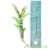 Neoregelia 'Babe' next to a ruler by craftyplants.co.uk