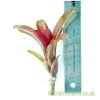 Neoregelia 'Iris' next to a ruler from craftyplants.co.uk