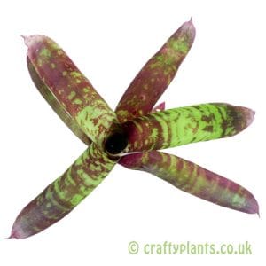Neoregelia 'Yankee Doodle'