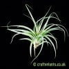 Looking at a large Tillandsia 'Redy' by craftyplants