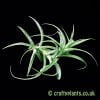 A larger Tillandsia cacticola from craftyplants.co.uk