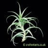 Another image from the side of a larger Tillandsia cacticola by craftyplants