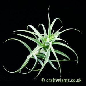 Showing the shape of a Tillandsia cacticola (L) from craftyplants.co.uk