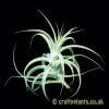 Looking at the large Tillandsia cacticola from craftyplants.co.uk