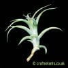 Showing Tillandsia cacticola (medium) from craftyplants.co.uk