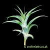 Tillandsia cacticola (4-6inch) from craftyplants.co.uk
