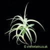 Looking at a small Tillandsia cacticola from craftyplants.co.uk