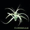 Tillandsia cacticola (2-3inch) by craftyplants