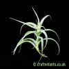 A small Tillandsia cacticola by craftyplants