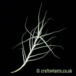Another view of Tillandsia caerulea from craftyplants
