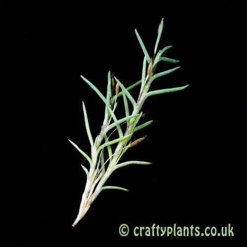 Tillandsia Capillaris | self pollinating miniature air plant